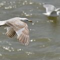 DSC 4089b