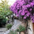 DSC 7290