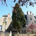 DSC 8517
